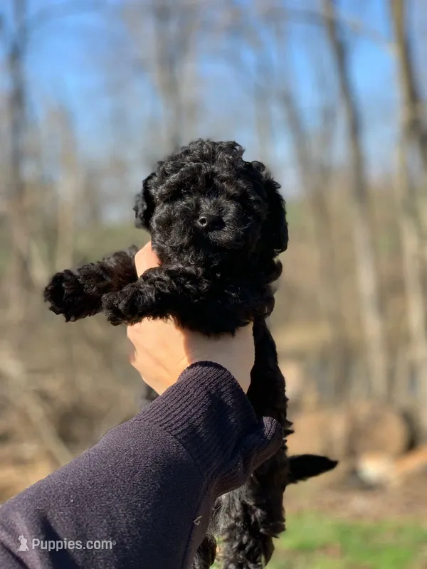 Queenie  – Poodle - Toy  puppy for sale in Baltimore, MD