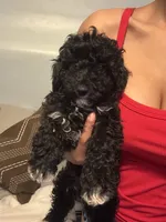 Princess, a female Poodle - Miniature  for sale in Baltimore, MD – 1 of 2