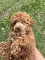 King, a male Poodle - Miniature  for sale in Baltimore, MD – 3 of 3