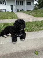 Prince, a male Poodle - Miniature  for sale in Baltimore, MD – 5 of 6
