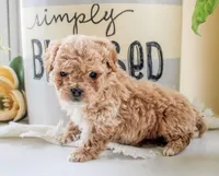 Prince, a male Poodle - Miniature  for sale in Baltimore, MD – Photo 1 of 2