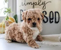 Prince, a male Poodle - Miniature  for sale in Baltimore, MD – Photo 2 of 2