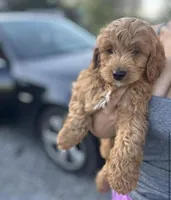 Victor, a male Cavapoo for sale in Baltimore, MD – Photo 3 of 4
