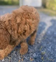 Victor, a male Cavapoo for sale in Baltimore, MD – Photo 4 of 4