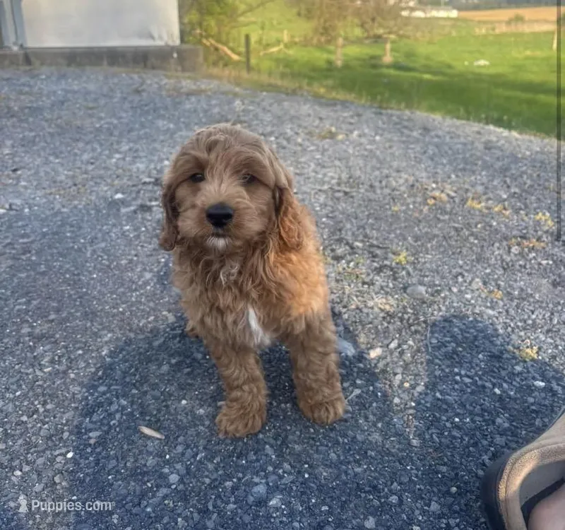 Victor – Cavapoo puppy for sale in Baltimore, MD