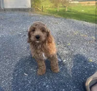 Victor, a male Cavapoo for sale in Baltimore, MD – Photo 1 of 4
