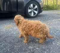 Victor, a male Cavapoo for sale in Baltimore, MD – Photo 2 of 4