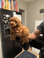 Lucky , a male Poodle - Miniature  for sale in Baltimore, MD – 3 of 3