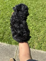 Prince , a male Poodle - Miniature  for sale in Baltimore, MD – 2 of 4