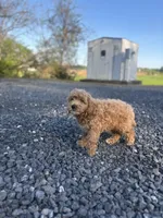 Princess, a female Poodle - Miniature  for sale in Baltimore, MD – Photo 2 of 2