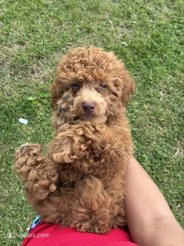 King – Poodle - Miniature  puppy for sale in Baltimore, MD