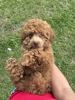 King, a male Poodle - Miniature  for sale in Baltimore, MD – 1 of 3