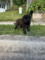 King, a male Poodle - Miniature  for sale in Baltimore, MD – 2 of 4
