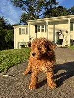 Princess, a female Poodle - Miniature  for sale in Baltimore, MD – 2 of 4