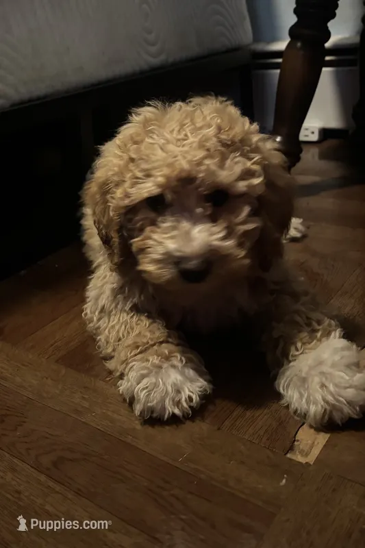 Seven  – Poodle - Miniature  puppy for sale in Baltimore, MD