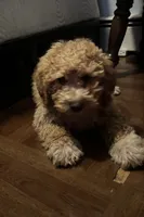 Seven , a male Poodle - Miniature  for sale in Baltimore, MD – 1 of 3