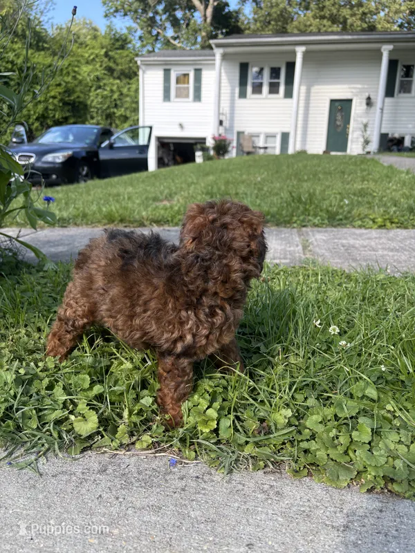 Poppy – Poodle - Miniature  puppy for sale in Baltimore, MD