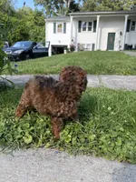 Poppy, a male Poodle - Miniature  for sale in Baltimore, MD – 1 of 4