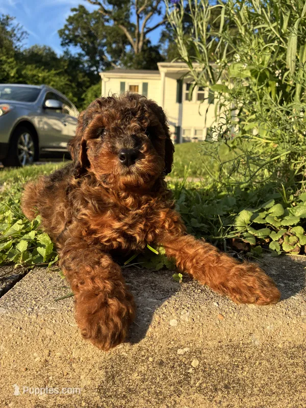 Prince  – Poodle - Miniature  puppy for sale in Baltimore, MD