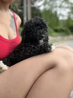 Lucky, a male Poodle - Miniature  for sale in Baltimore, MD – 4 of 5