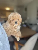 King, a male Poodle - Miniature  for sale in Baltimore, MD – Photo 1 of 3