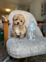 King, a male Poodle - Miniature  for sale in Baltimore, MD – Photo 3 of 3