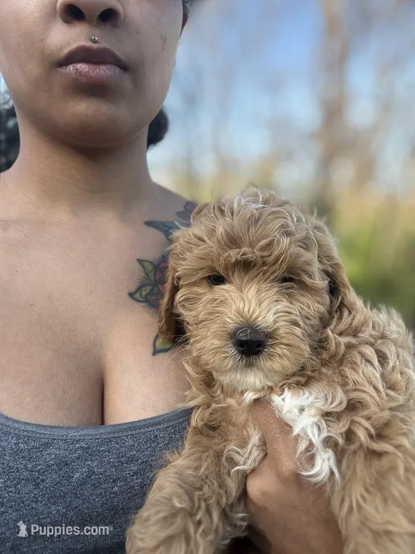 Prince – Poodle - Miniature  puppy for sale in Baltimore, MD