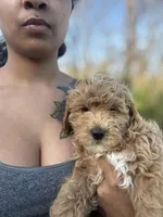 Prince, a male Poodle - Miniature  for sale in Baltimore, MD – Photo 1 of 2