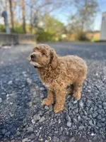 Prince, a male Poodle - Miniature  for sale in Baltimore, MD – Photo 2 of 2