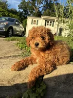 Princess, a female Poodle - Miniature  for sale in Baltimore, MD – 4 of 4
