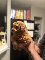 Lucky, a male Poodle - Miniature  for sale in Baltimore, MD – 4 of 4