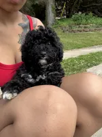 Lucky, a male Poodle - Miniature  for sale in Baltimore, MD – 5 of 8