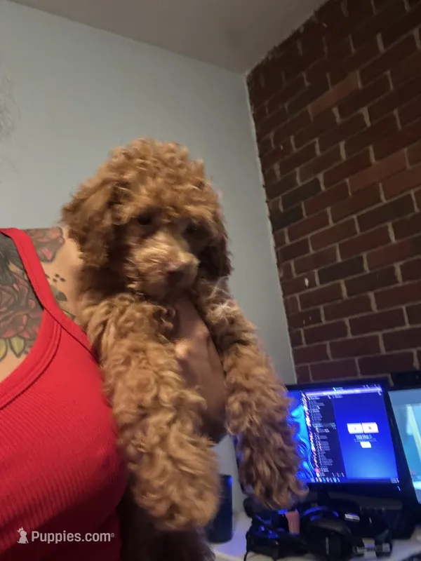 King – Poodle - Miniature  puppy for sale in Baltimore, MD