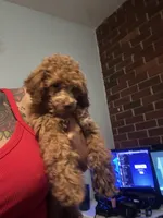 King, a male Poodle - Miniature  for sale in Baltimore, MD – 1 of 3