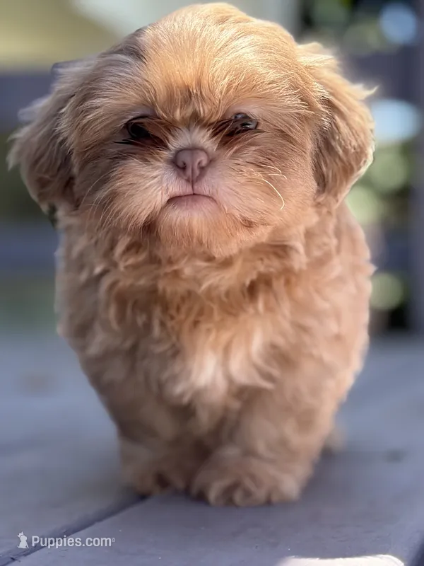 Lavender Boy – Shih Tzu puppy for sale in Atlanta, GA