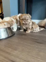 Lilac Imperial Girl, a female Shih Tzu for sale in Atlanta, GA – 1 of 6