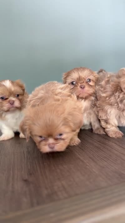 Lilac Imperial Girl, a female Shih Tzu for sale in Atlanta, GA – 5 of 6