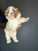 Ckc Liver Parti Boy, a male Shih Tzu for sale in Atlanta, GA – 3 of 5