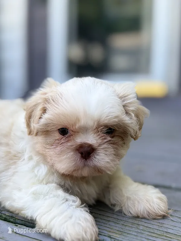 Ckc Liver Cream Boy – Shih Tzu puppy for sale in Atlanta, GA