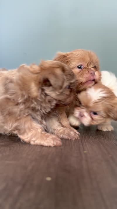 Imperial Lavender Lilac Parti Boy, a male Shih Tzu for sale in Atlanta, GA – 8 of 8