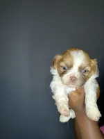 Ckc Liver Parti Boy, a male Shih Tzu for sale in Atlanta, GA – 1 of 5