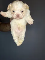 Ckc Liver Cream Boy, a male Shih Tzu for sale in Atlanta, GA – 2 of 6