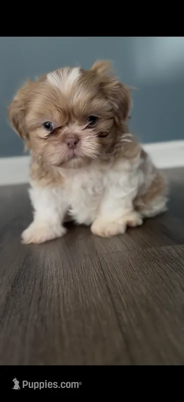 Imperial Lavender Lilac Parti Boy – Shih Tzu puppy for sale in Atlanta, GA