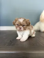 Imperial Lavender Lilac Parti Boy, a male Shih Tzu for sale in Atlanta, GA – 3 of 8