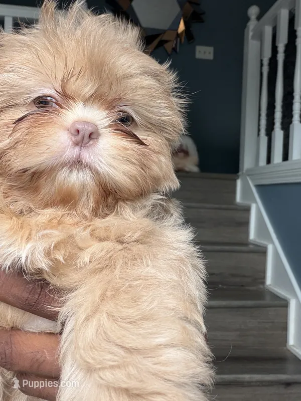 Lavender Boy – Shih Tzu puppy for sale in Atlanta, GA
