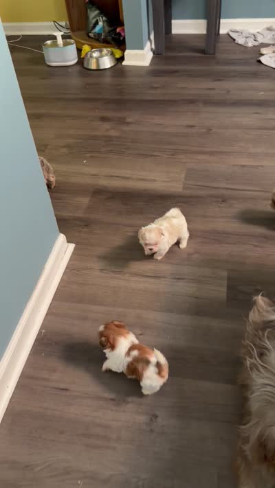 Ckc Liver Cream Boy, a male Shih Tzu for sale in Atlanta, GA – 6 of 6