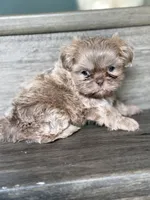 Lilac Imperial Girl, a female Shih Tzu for sale in Atlanta, GA – 4 of 6