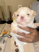 Ckc Liver Cream Boy, a male Shih Tzu for sale in Atlanta, GA – 1 of 6
