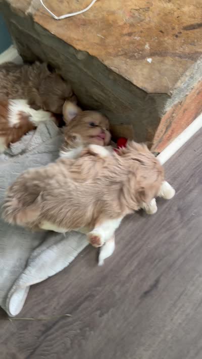 Imperial Lavender Lilac Parti Boy, a male Shih Tzu for sale in Atlanta, GA – 5 of 8