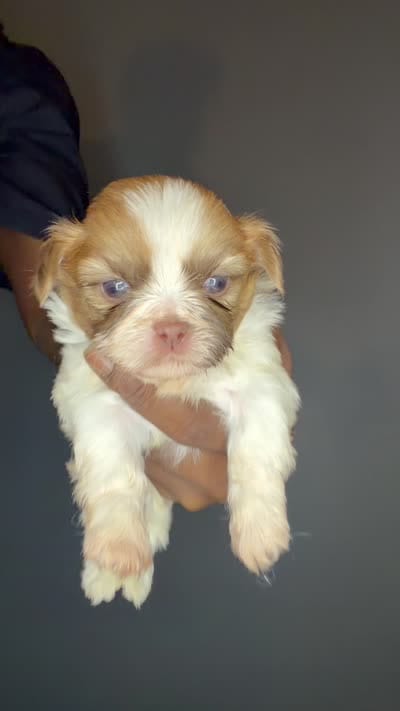Ckc Liver Parti Boy, a male Shih Tzu for sale in Atlanta, GA – 5 of 5
